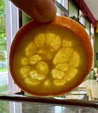 image of an orange slice